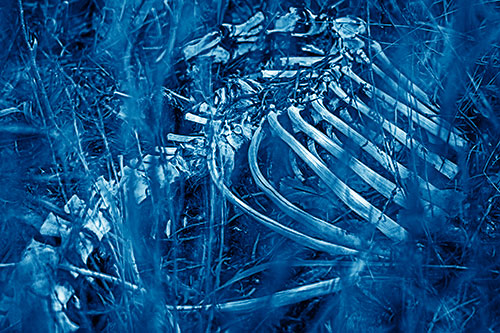 Animal Skeleton Remains Resting Beyond Plants (Blue Shade)