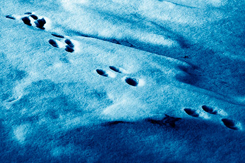 Animal Snow Footprint Trail (Blue Shade Photo)