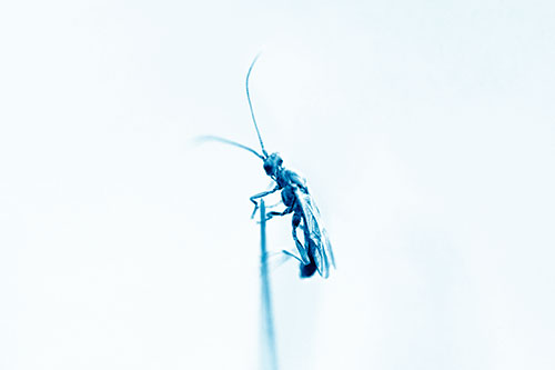 Ant Clinging Atop Piece Of Grass (Blue Shade Photo)