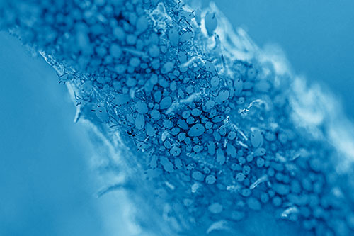 Aphid Colony Gathered Among Milkweed Stem (Blue Shade)