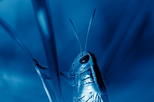 Arm Resting Grasshopper Watches Surroundings (Blue Shade Photo)