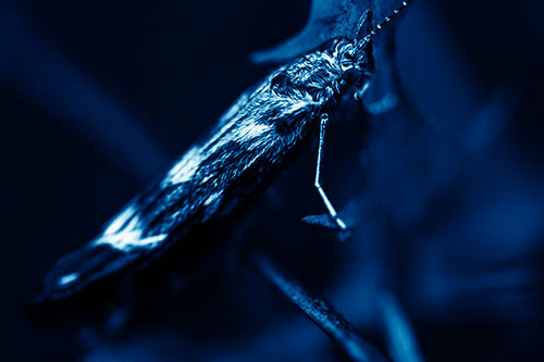Arm Resting Leaf Blotch Miner Moth (Blue Shade Photo)