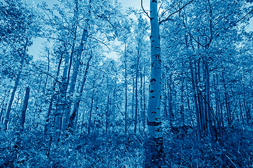 Aspen Trees Illuminate Among Sunshine (Blue Shade)