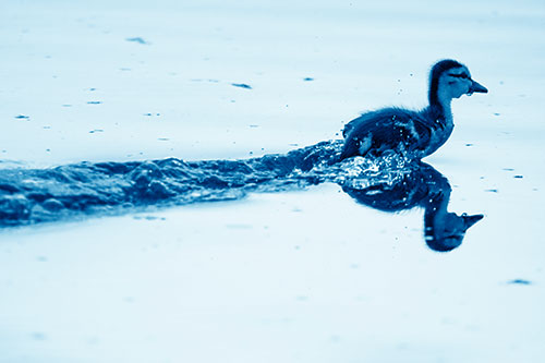 Baby Mallard Duckling Running Across Lake Water (Blue Shade Photo)