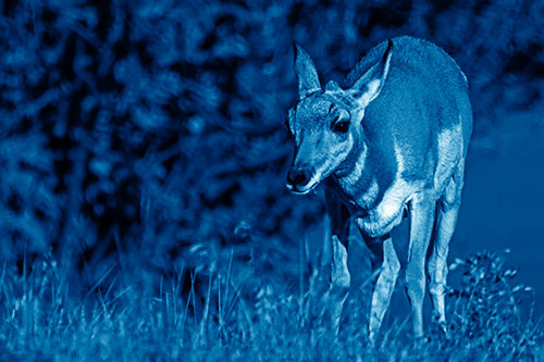 Baby Pronghorn Feasts Among Grass (Blue Shade Photo)