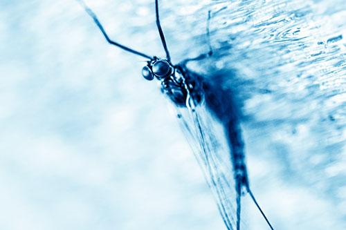 Back Bending Big Eyed Mayfly Resting (Blue Shade Photo)