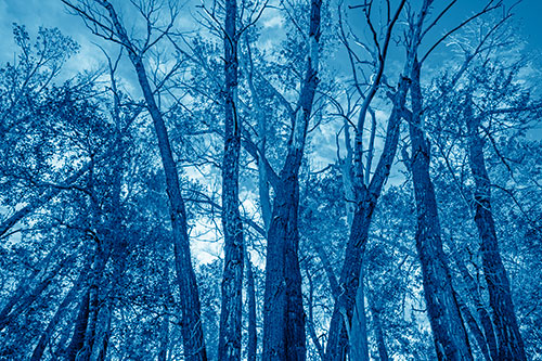 Bark Peeling Trees Going Bald Among Sunlight (Blue Shade)