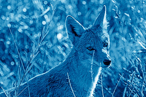 Bashful Coyote Spots Human (Blue Shade Photo)