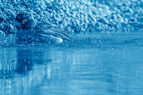 Bathing American Robin Splashing Water Along Shoreline (Blue Shade Photo)