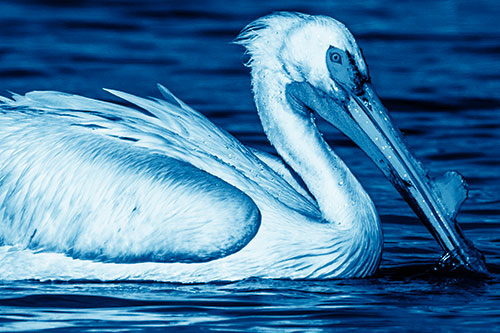 Beak Dipping Pelican Eying Across Lake Water (Blue Shade)