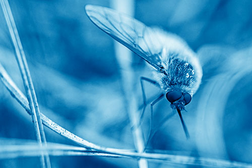 Bee Fly Balances Atop Dried Grass Blades (Blue Shade)