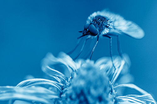 Bee Fly Standing Atop Gumplant Petals (Blue Shade)