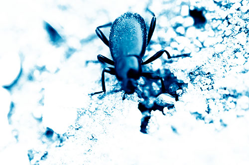 Beetle Beside Dirt Hole (Blue Shade Photo)