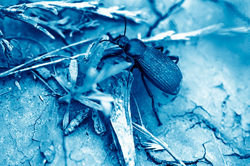Beetle Searching Dry Land For Food (Blue Shade Photo)