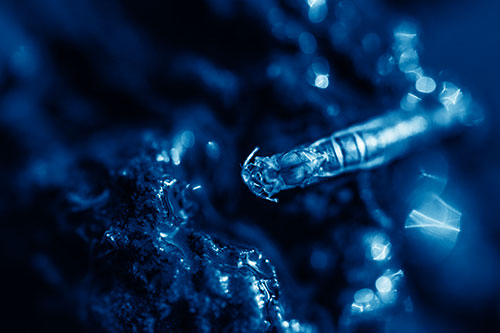 Bent Antenna Larva Slithering Across Soaked Rock (Blue Shade)