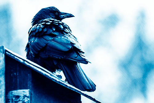 Big Crow Too Large For Bird House (Blue Shade Photo)