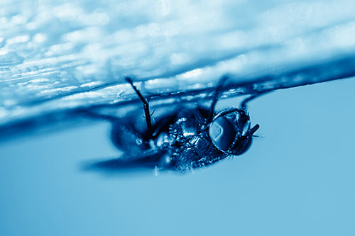 Big Eyed Blow Fly Perched Upside Down (Blue Shade Photo)