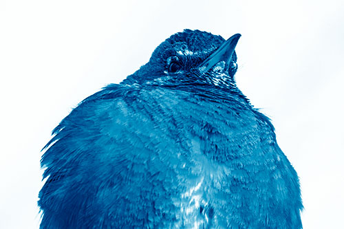 Big Puffy American Robin Enjoys Sunrise (Blue Shade)