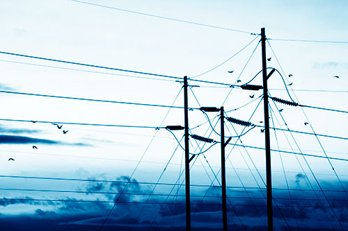 Bird Flock Flying Behind Powerline Sunset (Blue Shade Photo)