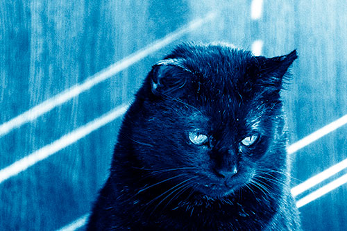 Black Cat Looking Downwards Among Sun Rays (Blue Shade)