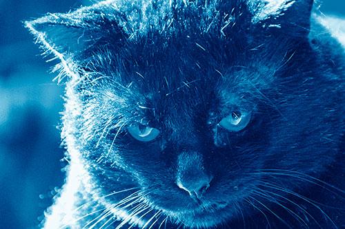 Black Cat Plotting Among Sunlight (Blue Shade)