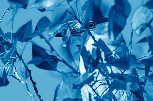 Black Crowned Night Heron Keeping Watch Among Leaves (Blue Shade)