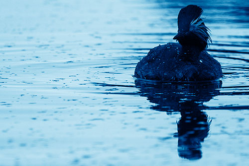 Black Necked Eared Grebe Floating Atop Lake (Blue Shade)