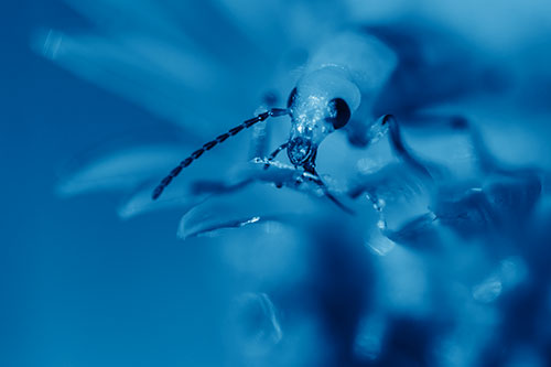 Blister Beetle Feasts Atop Gumplant Flower (Blue Shade)