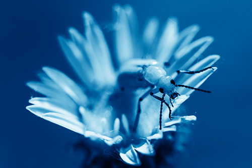 Blister Beetle Guards Gumplant Flower (Blue Shade)