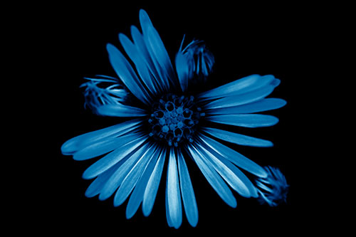 Blooming Daisy Head Among Several Buds (Blue Shade Photo)