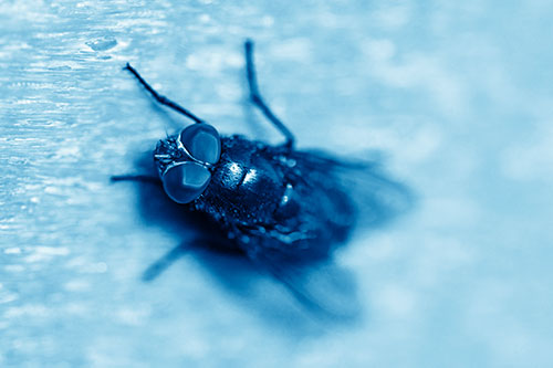 Blow Fly Spread Vertically (Blue Shade Photo)