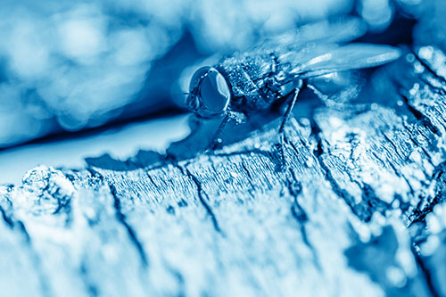 Blow Fly Standing Atop Broken Tree Branch (Blue Shade Photo)