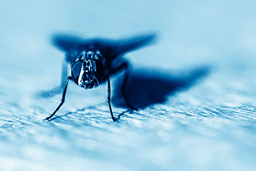 Blow Fly Standing Guard (Blue Shade Photo)