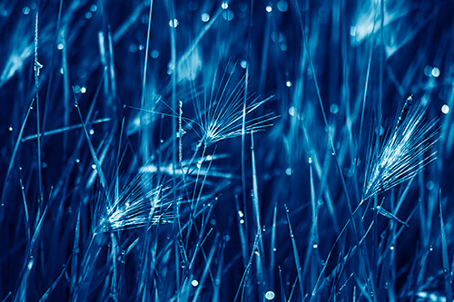 Blurry Water Droplets Clamp Onto Reed Grass (Blue Shade Photo)