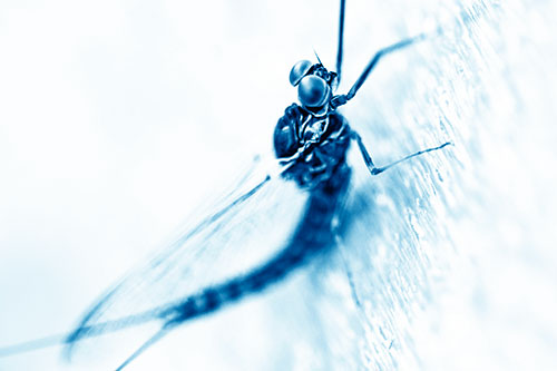 Body Bending Mayfly Resting Vertically (Blue Shade Photo)