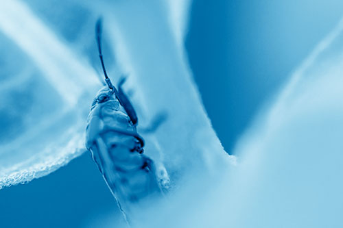 Boxelder Beetle Crawling Up Plant Stem (Blue Shade Photo)