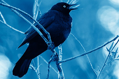 Brewers Blackbird Chirping Atop Sloping Branch (Blue Shade Photo)