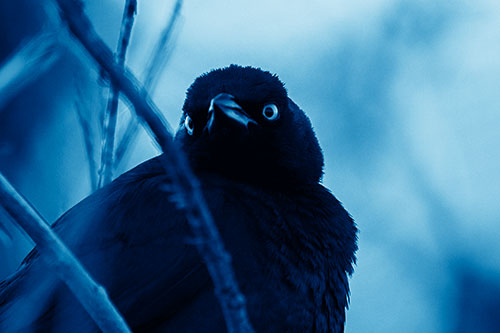 Brewers Blackbird Keeping Watch (Blue Shade Photo)