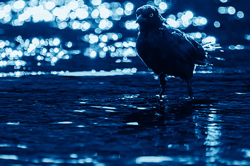 Brewers Blackbird Watches Water Intensely (Blue Shade Photo)
