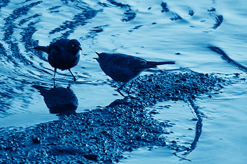 Brewers Blackbirds Feeding Along Shoreline (Blue Shade Photo)
