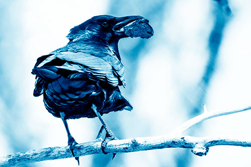 Brownie Crow Perched On Tree Branch (Blue Shade Photo)