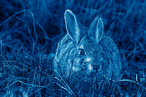 Bunny Rabbit Lying Down Among Grass (Blue Shade Photo)