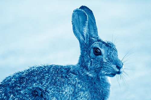 Bunny Rabbit Taking Gander Around Park (Blue Shade)