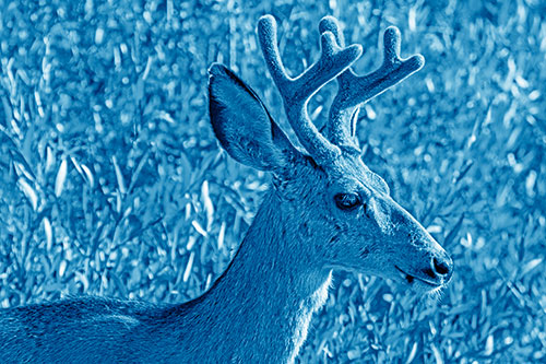 Calm Mule Deer Casually Wandering Around Vegetation (Blue Shade)