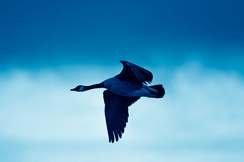 Canadian Goose Flying Among Sunrise (Blue Shade Photo)