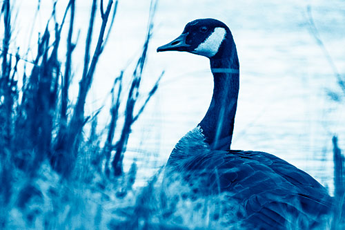 Canadian Goose Hiding Behind Reed Grass (Blue Shade Photo)