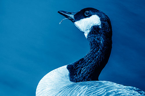 Canadian Goose Munches Single Grass Blade (Blue Shade)