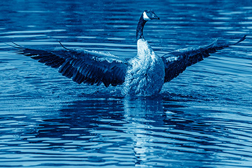 Canadian Goose Spreads Wings Among Lake Top (Blue Shade)