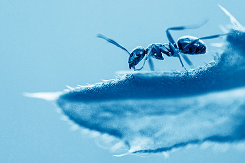 Carpenter Ant Crawls Across Spiky Thistle Leaf (Blue Shade)