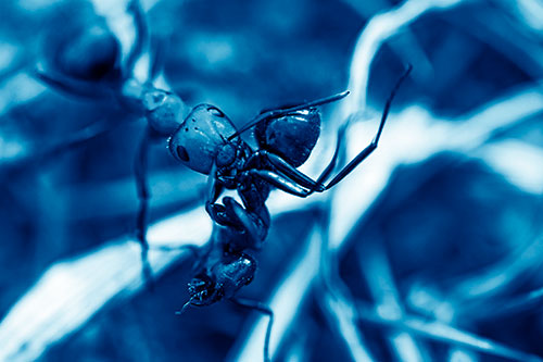 Carpenter Ant Uses Mandible Grips To Haul Dead Corpse (Blue Shade Photo)